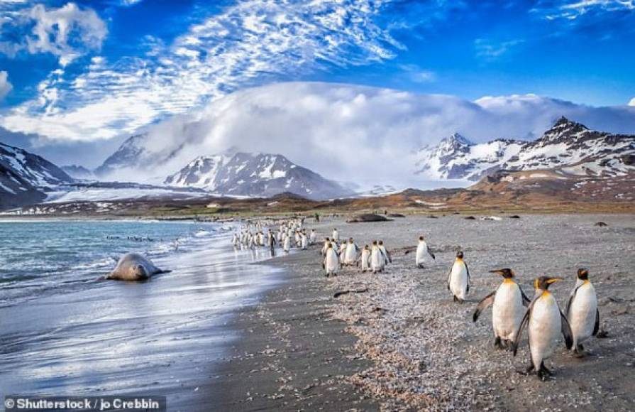 El temor que existe es que el iceberg golpee la isla y aplaste la vida marina en el fondo del mar. Si se alojara en el flanco de la isla, podría bloquear a los pingüinos y aislarlos de sus rutas normales de forraje para alimentar a sus crías.